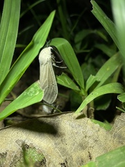 Creatonotos