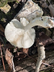 Leucopaxillus laterarius