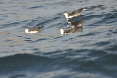 Puffinus subalaris