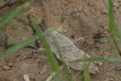 Trimerotropis maritima