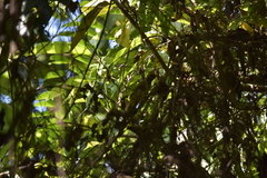 Pycnonotus finlaysoni eous