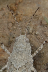Trimerotropis maritima