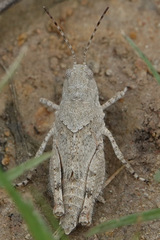 Trimerotropis maritima