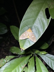 Asota plaginota