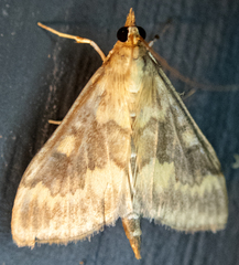 Ostrinia nubilalis