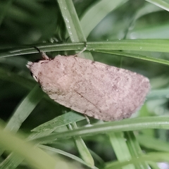 Caradrina clavipalpis