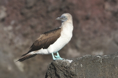 Sula nebouxii excisa