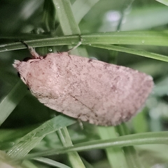 Caradrina clavipalpis