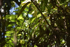 Pycnonotus finlaysoni eous