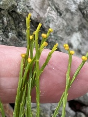 Psilotum nudum