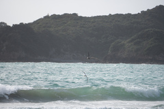 Larus dominicanus dominicanus
