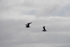 Larus dominicanus dominicanus