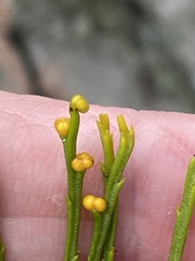 Psilotum nudum