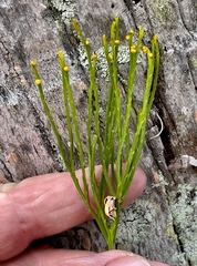 Psilotum nudum