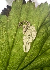 Metallus lanceolatus