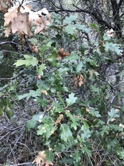 Quercus gambelii