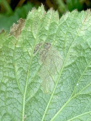 Metallus lanceolatus
