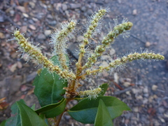 Chrysolepis chrysophylla