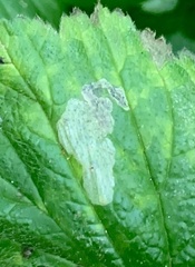 Metallus lanceolatus