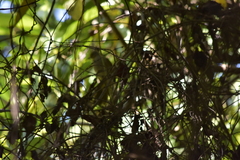 Pycnonotus finlaysoni eous