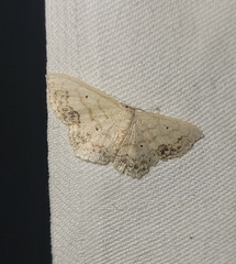 Scopula limboundata