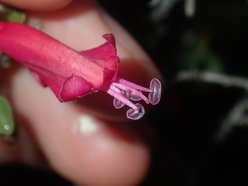 Eremophila maculata