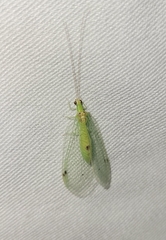 Leucochrysa insularis