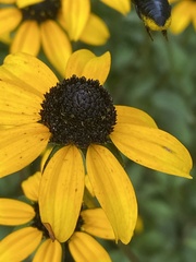 Megachile xylocopoides