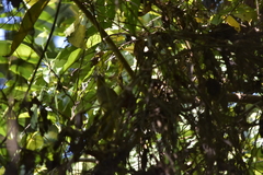 Pycnonotus finlaysoni eous