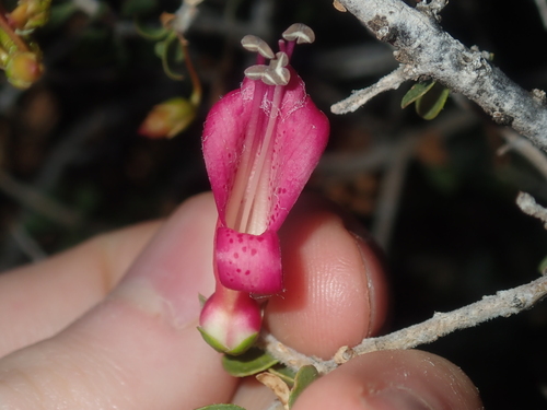 Image of Spotted Emu Bush (Eremophila maculata) by (c) Thomas Mesaglio, some rights reserved (CC BY)