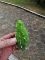 Gonolobus grandiflorus