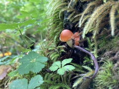 Pyrrhulomyces astragalinus