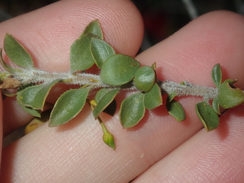 Eremophila maculata