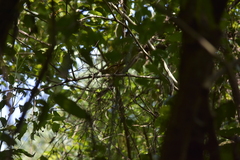 Iole propinqua innectens