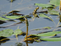 Potamogeton natans