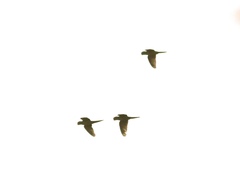 Psittacara erythrogenys