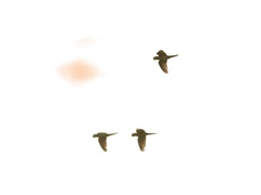Psittacara erythrogenys