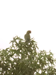 Psittacara erythrogenys
