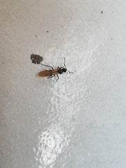 Polyrhachis