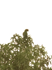 Psittacara erythrogenys
