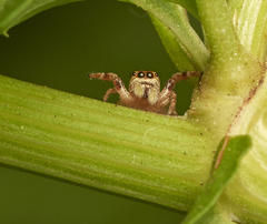Metaphidippus chera