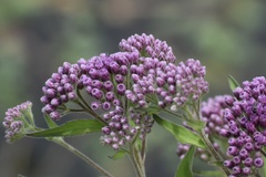 Pluchea odorata odorata