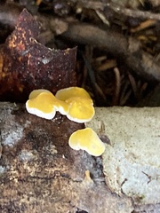 Lachnellula
