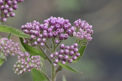 Pluchea odorata odorata