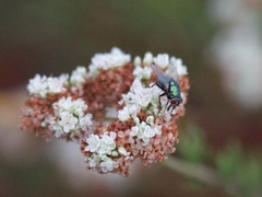 Lucilia