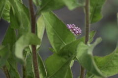 Pluchea odorata odorata