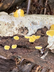 Lachnellula