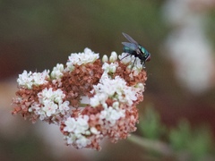 Lucilia