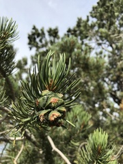 Pinus edulis