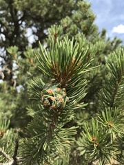 Pinus edulis
